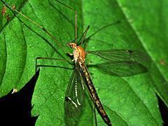 Tiger Crane Fly